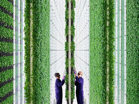 With huge new vertical farm, Plenty’s produce could hit more shelves