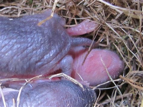 Blue Jay Barrens: Vole Nest