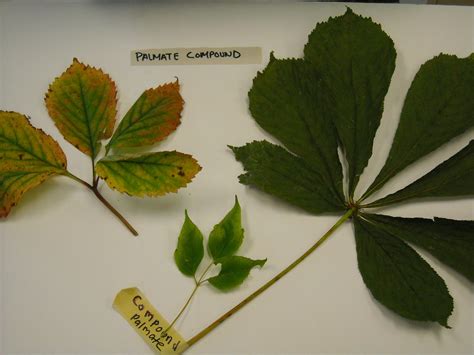 Compound Leaves-Palmate | Compound Leaf-Palmate GTC 9/23/200… | Flickr