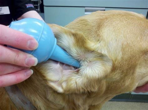 How to Get Rid of Ear Mites in Dogs: Tips From Professionals