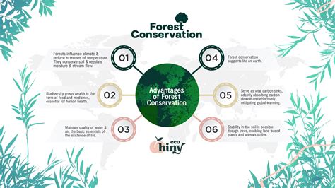 Forest Conservation: The vital role forests play on our planet – ecoHiny