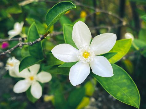 Five-petaled white jasmine flowers are blooming,white color,small five petals with yellow pollen ...