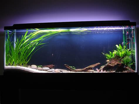 joyojc.com | Fish tank, Tropical fish aquarium, Tropical fish tanks