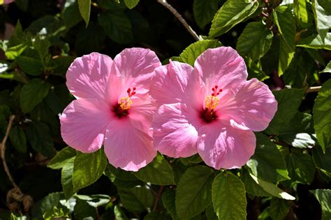 Pink Hibiscus Flower Free Stock Photo - Public Domain Pictures