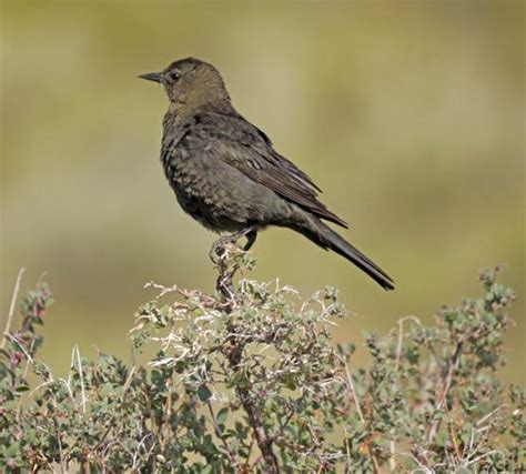 Brewer's blackbird an overlooked native | Outdoors News | idahopress.com