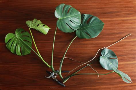 Good to Know: How to Propagate a Monstera (and other care tips ...