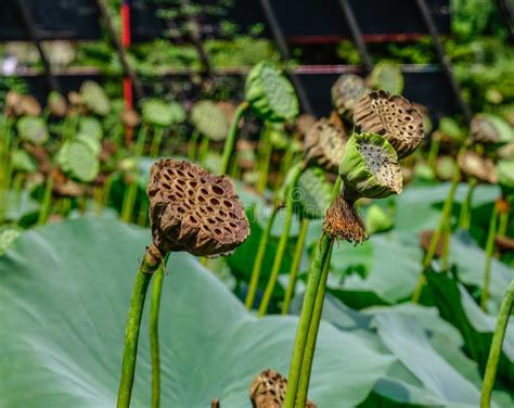 Dry lotus heads with seeds stock photo. Image of nude - 142036684