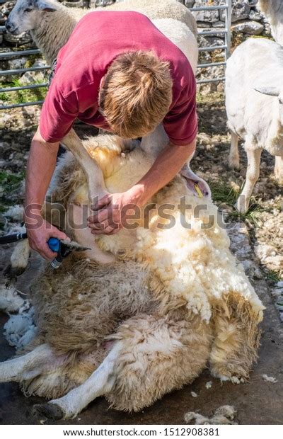 Sheep Shearing Process By Which Woollen Stock Photo 1512908381 ...