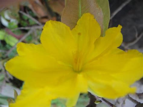 Lucky Flower ( Hoa Mai) All Flowers, Dinner, Plants, Dining, Food Dinners, Plant, Planets, Dinners