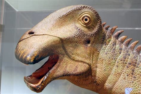 What Dinosaur Has 500 Teeth? Get To Know The Cool Nigersaurus