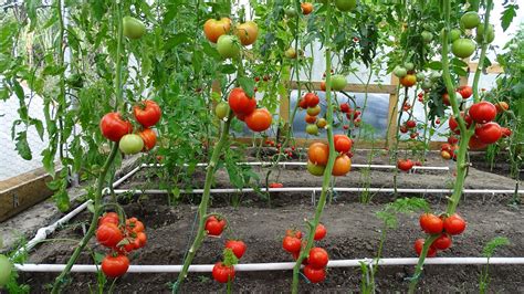 Tomatoes Greenhouse - Free photo on Pixabay - Pixabay