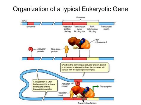 PPT - Regulation of Gene Expression PowerPoint Presentation - ID:345112