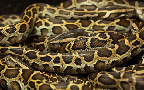 Dwarf Burmese Python size – BALL PYTHON BREEDER UK