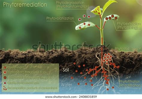 Soil Ecosystem Services Diagram: Over 1 Royalty-Free Licensable Stock ...