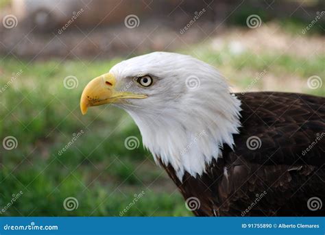 Bald eagle stock photo. Image of peak, head, bird, eyes - 91755890