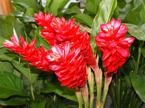 flowers for flower lovers.: Red ginger flowers pictures. ALPINIA