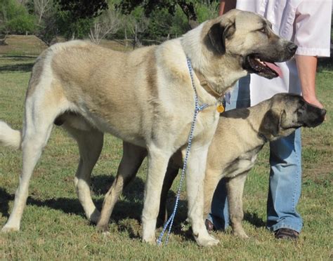 Anatolian Shepherd Dog Info, History, Temperament, Training, Puppy, Pictures