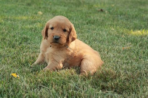 Betsy & Shep's 2014 AKC Golden Retriever Puppies - Windy Knoll Golden ...