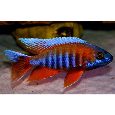 Aulonocara jacobfreibergi Eureka Red - regular size | Lake malawi ...