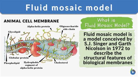 Discover FLUID MOSAIC: Membranes Phospholipid Bilayer