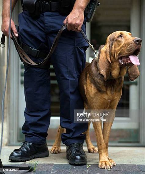 65 Bloodhound Police Dog Stock Photos, High-Res Pictures, and Images ...