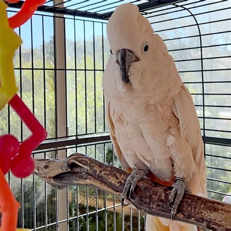 Moluccan Cockatoo - The San Diego Animal Sanctuary and Farm™