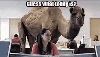 Happy Hump Day Camel GIF - Happy Hump Day Camel - Discover & Share GIFs