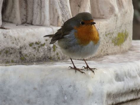 Erithacus rubecula - 99907 - Biodiversidad Virtual / Aves