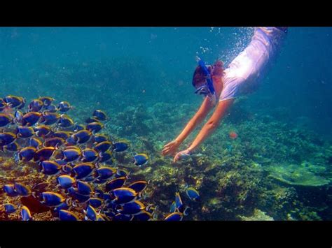 snorkeling in Maldives - Aquatic videos