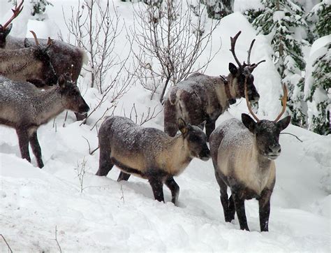 Feds extend comment period for caribou habitat | The Spokesman-Review