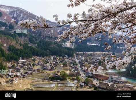 Ogimachi village of Shirakawa-go, during cherry blossom season, Japan Stock Photo - Alamy