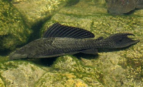 Hypostomus Plecostomus - Care | Tank | Size | Lifespan | Food - SeaFish