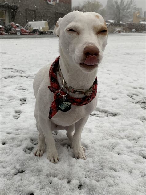 My dog, in the snow : r/funny