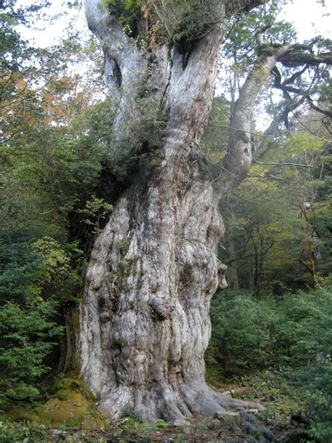 JOMON SUGI 1280m – YAKUSHIMA EXPERIENCE