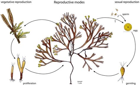 Figure 3 from Fucus radicans : Reproduction, adaptation a distribution ...