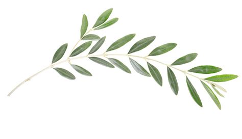 Olive Branch Peace Symbol Stock Photo - Download Image Now - iStock