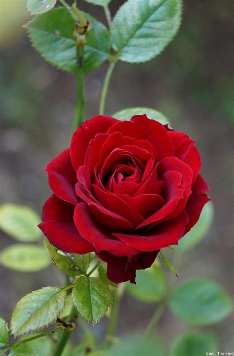 rose rouge | Bouquet de roses rouges, Bon anniversaire fleurs ...