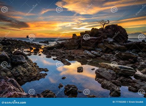 The rock bonsai sunset stock image. Image of paddy, fertile - 77702283