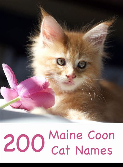 200 Marvellous Maine Coon Cat Names