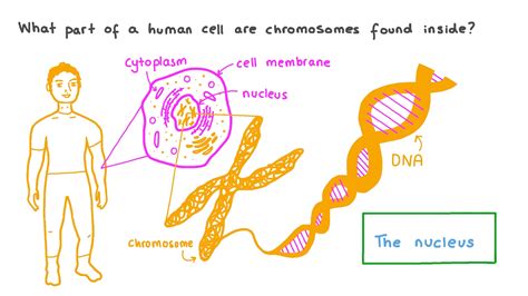 Question Video: Stating Where Chromosomes Are Found in a Human Cell | Nagwa