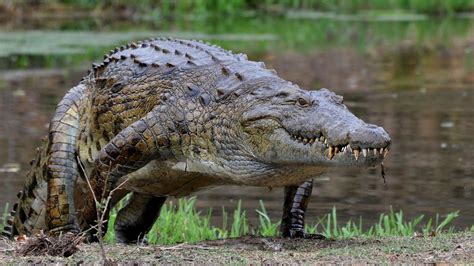 Nile Crocodile Facts and Pictures | Reptile Fact