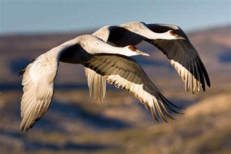 Thousands of Sandhill Cranes Are Headed for Nebraska in One of Nature’s ...