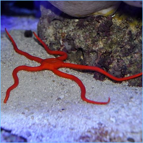 Red Serpent Starfish or Serpent Sea Star | Pete's Aquariums & Fish