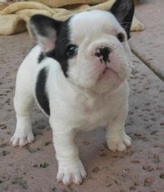 8 Bulldog Francez de vanzare ideas | căței bulldog, bulldog francez ...