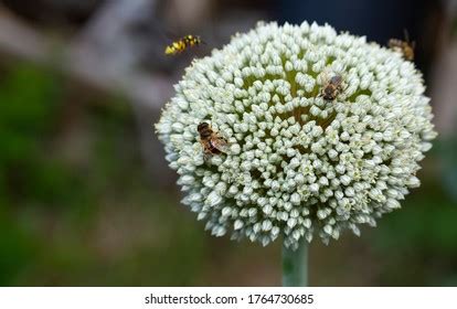 413 Entomophily Images, Stock Photos & Vectors | Shutterstock