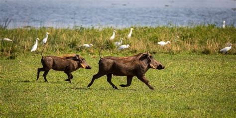 Animals of Uganda: A Complete Guide to Uganda Wildlife