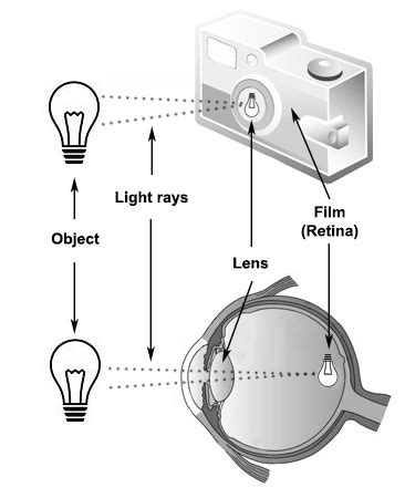 Sense Of Sight Diagram