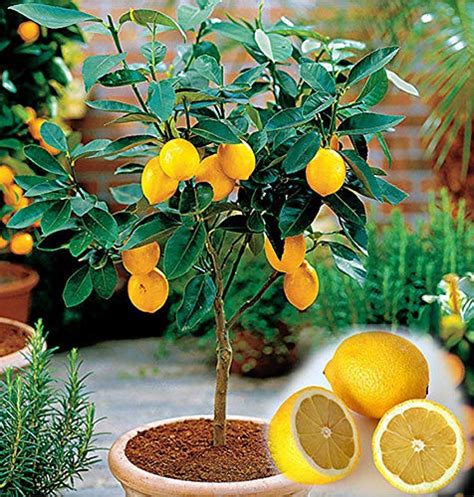 Dwarf Lemon Tree Seeds - 10 pcs/bag - cultivable as bonsai or tree ...