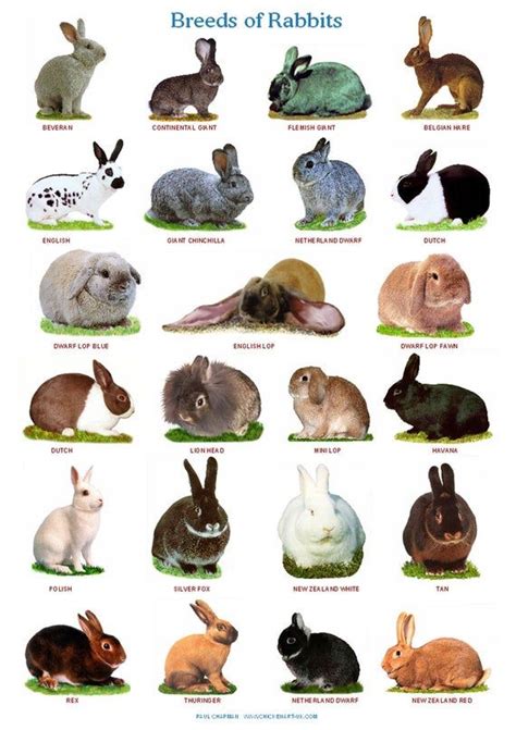 A4 Laminierte Poster. Hasenrassen - Etsy.de | Pet bunny rabbits, Rabbit breeds, Pet bunny