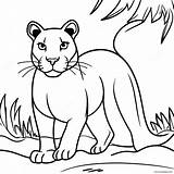 Cougar Coloring Page 13570 10662 sketch template